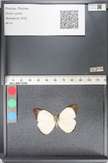 Media type: image;   Entomology 130020